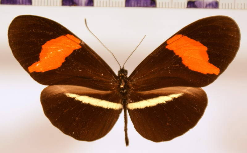 heliconius_erato_petiveranus-standard-sbauez.jpg