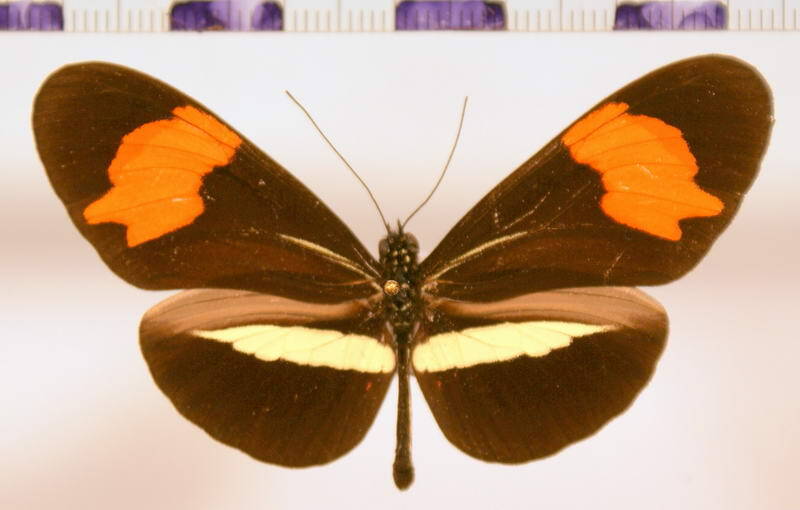 heliconius_erato_phillis-standard.jpg