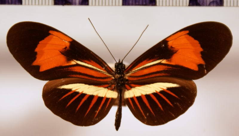 heliconius_erato_phillis_anacreon-standard.jpg