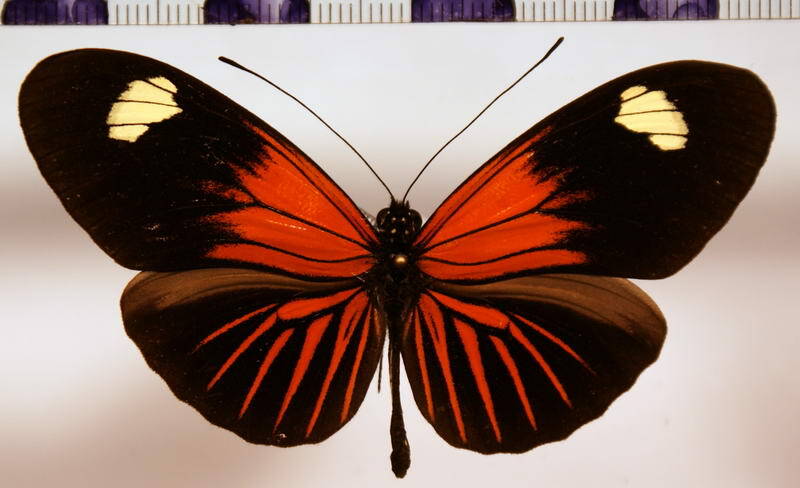 heliconius_erato_reductimaculata-standard.jpg