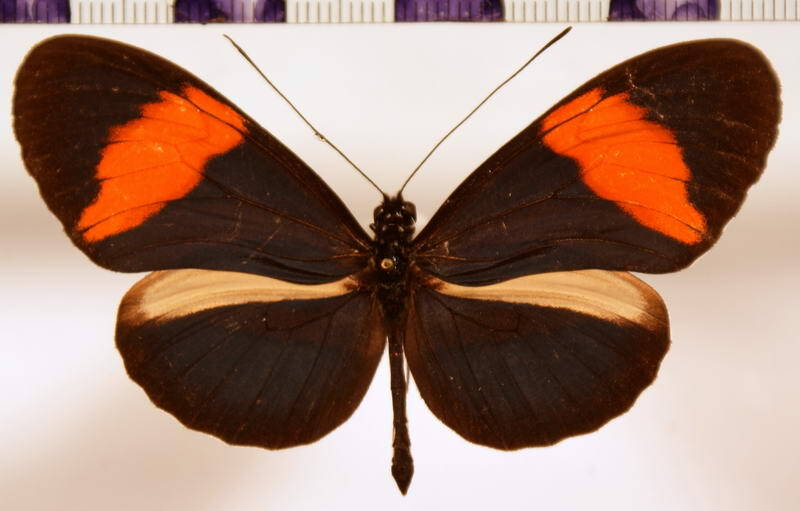heliconius_erato_venus_m-standard.jpg