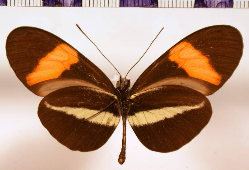 heliconius_erato_venus_verso-standard.jpg