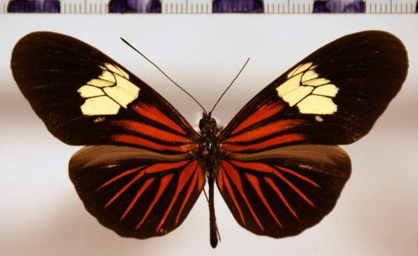 Heliconius erato venustus mâle A1-  Bolivie