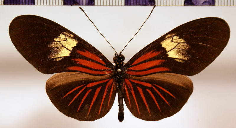 heliconius_erato_venustus02-standard.jpg