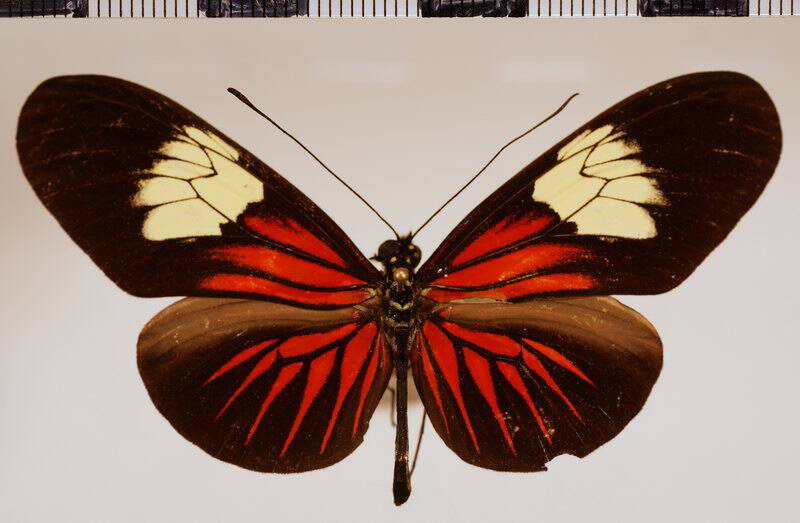 heliconius_erato_venustus07-standard.jpg