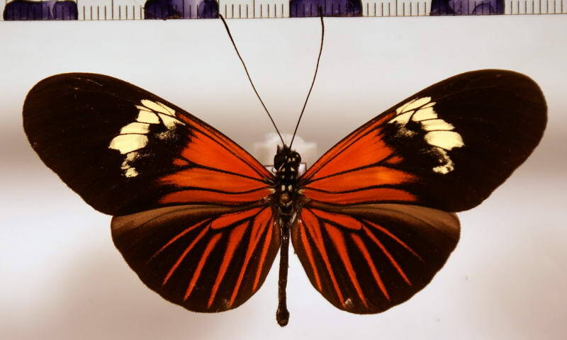 heliconius_erato_venustus_ab01-standard.jpg