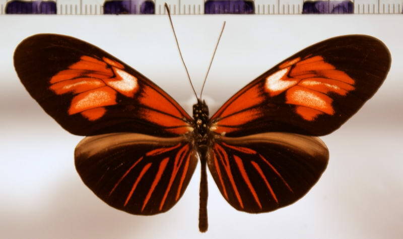 heliconius_erato_venustus_ab02-standard.jpg