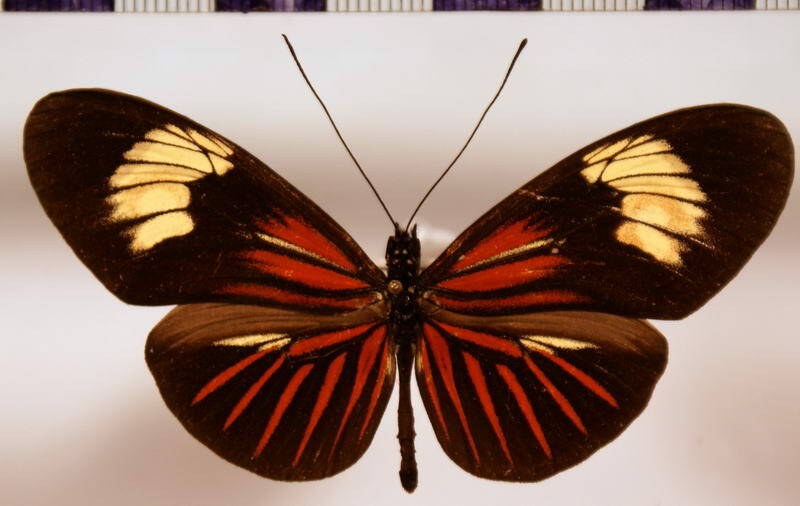 heliconius_erato_venustus_ab04-standard.jpg