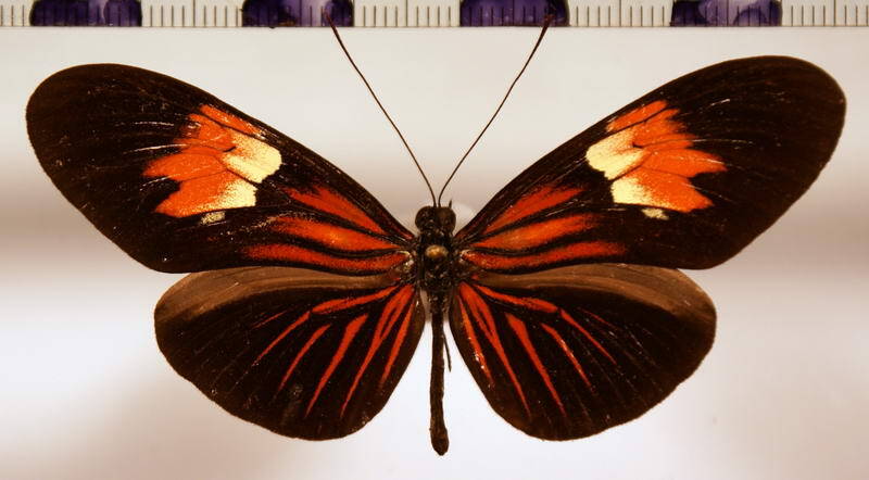 heliconius_erato_venustus_anactorie01-standard.jpg