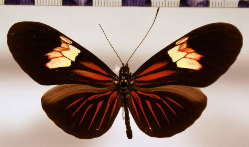 heliconius_erato_venustus_anactorie02-standard.jpg