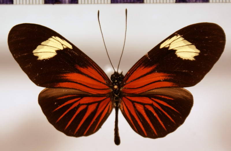 heliconius_erato_venustus_diva-standard.jpg
