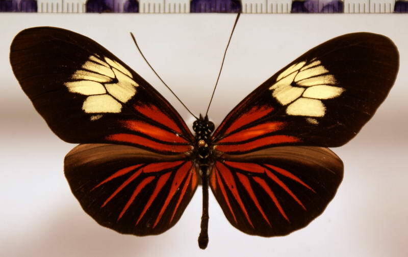 heliconius_erato_venustus_donatia-standard.jpg