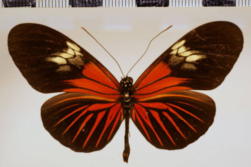 heliconius_erato_venustus_f-diva02-standard.jpg