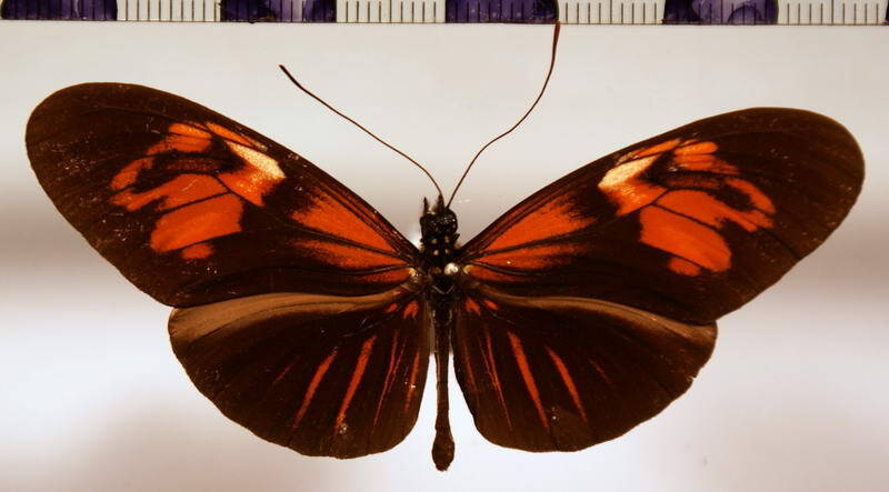 heliconius_erato_venustus_flavomixta-standard.jpg