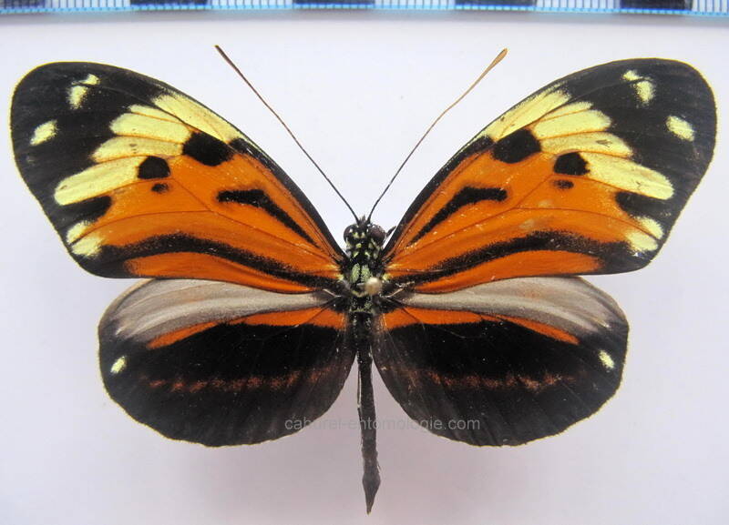 heliconius_ethilla_cephallenia_m_gf-standard.jpg