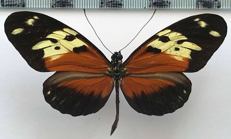 heliconius_ethilla_claudia_m_panama-standard.jpg