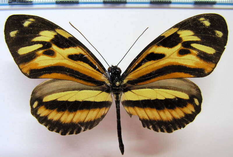 heliconius_ethilla_ethilla_m_trinidad-standard.jpg