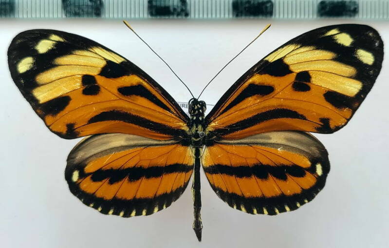 heliconius_ethilla_metabilis_m_vnz-standard.jpg