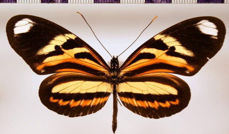 heliconius_ethilla_polychrous-standard.jpg