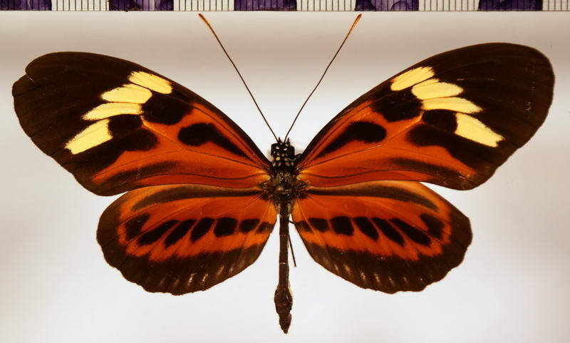 heliconius_ethilla_semiflavidus_f-standard.jpg