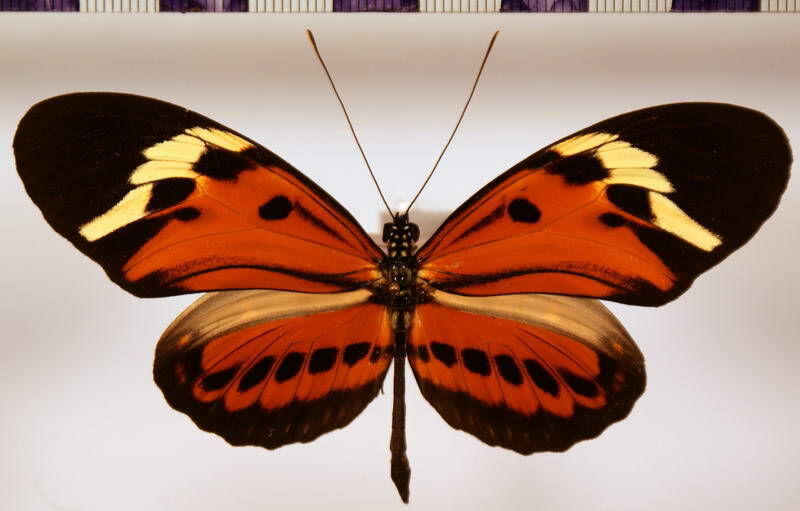 heliconius_ethilla_semiflavidus_m-standard.jpg