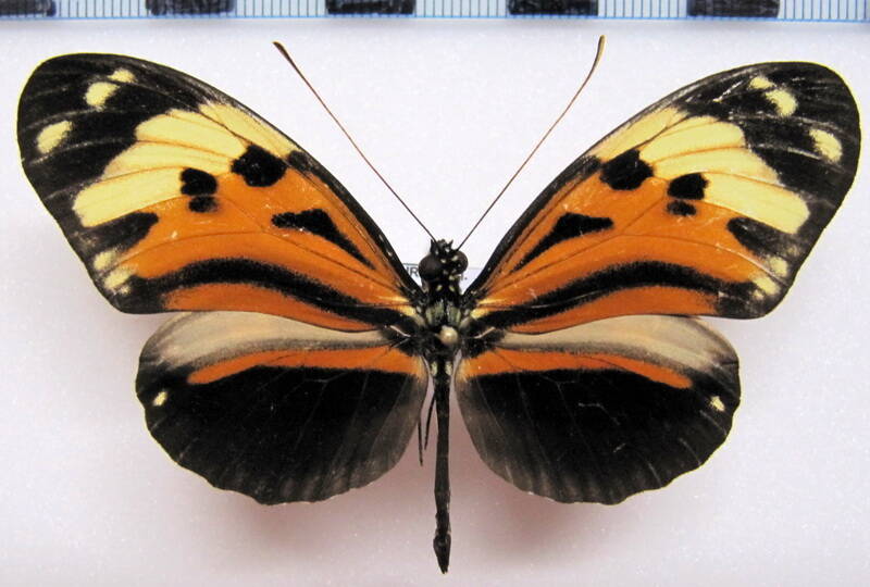 heliconius_hecal-vetustus-gf-standard.jpg
