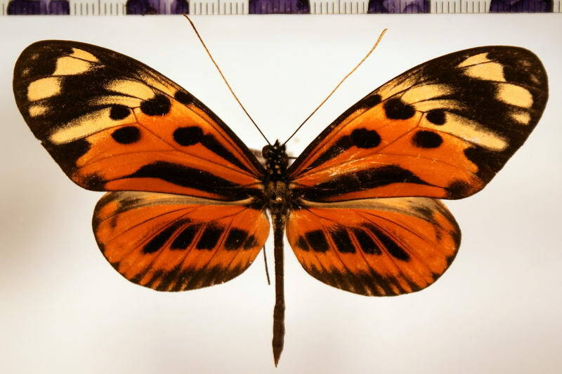heliconius_hecale_eq-standard.jpg