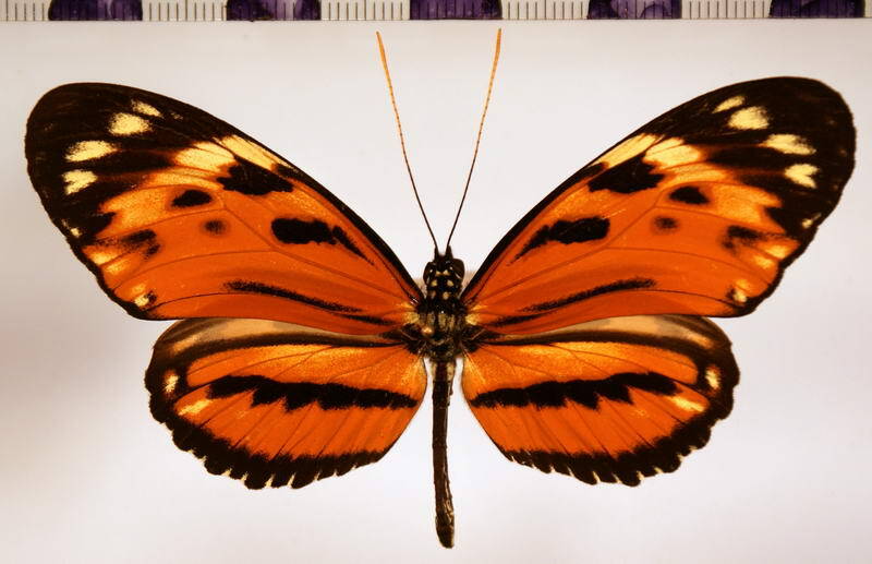 heliconius_hecale_felix-standard.jpg