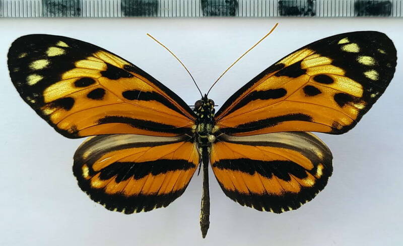 heliconius_hecale_felix_m03_per-standard.jpg