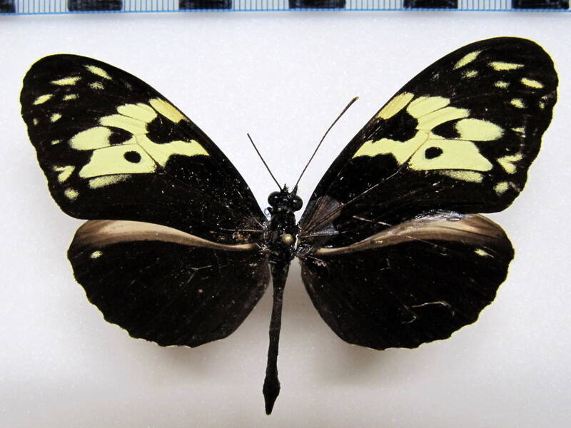 heliconius_hecale_fornarina01_guatemala-standard.jpg
