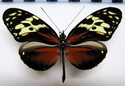 heliconius_hecale_fornarina02_guatemala-standard.jpg