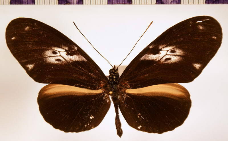 heliconius_hecale_hecale-standard.jpg