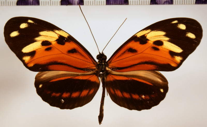 heliconius_hecale_hecale01-standard.jpg