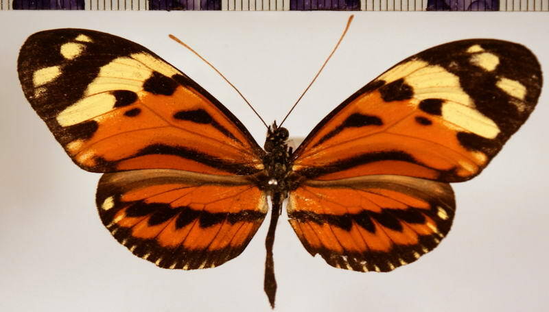 heliconius_hecale_hecale_02-standard.jpg