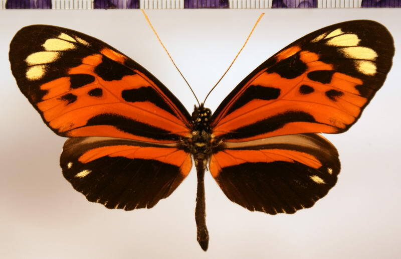 heliconius_hecale_humboldti01-standard.jpg