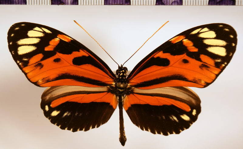 heliconius_hecale_humboldti02-standard.jpg