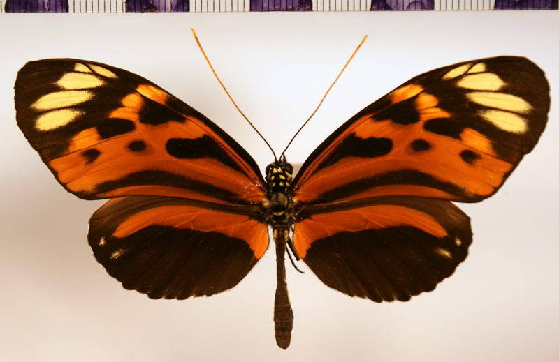 heliconius_hecale_humboldti03-standard.jpg
