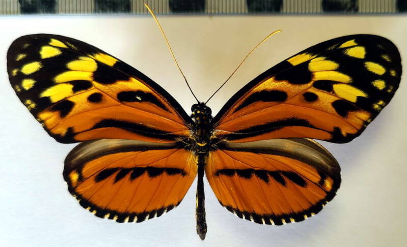 heliconius_hecale_m_per-standard.jpg