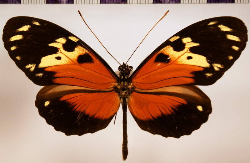 heliconius_hecale_melicerta_m02-standard.jpg