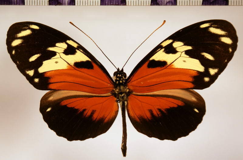 heliconius_hecale_melicerta_m03-standard.jpg