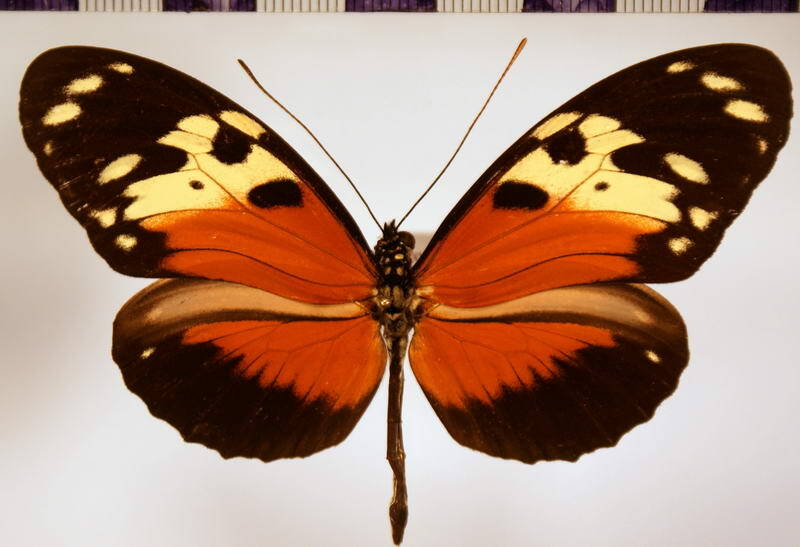 heliconius_hecale_melicerta_m05-standard.jpg