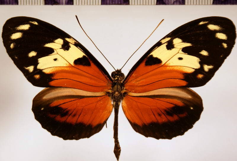heliconius_hecale_melicerta_semiphora-standard.jpg