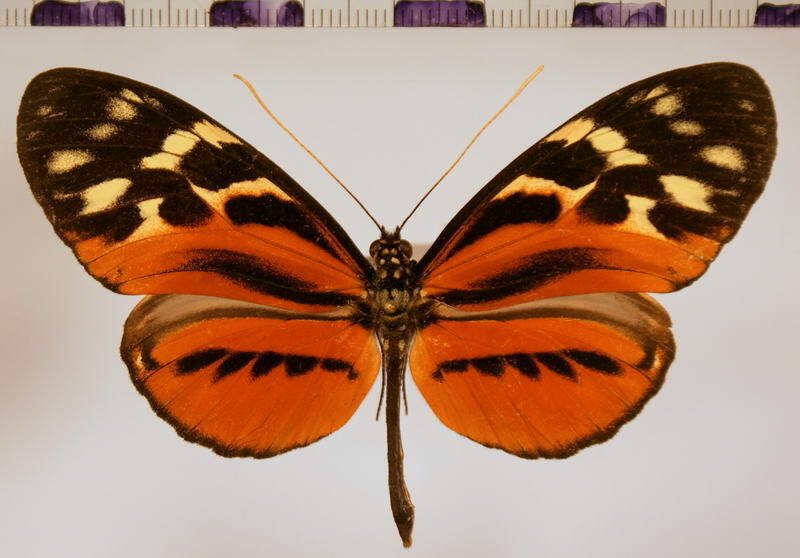 heliconius_hecale_quitanelus-standard.jpg