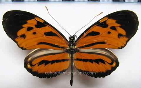 heliconius_hecale_sisyphus03_perou-standard.jpg