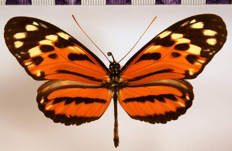 heliconius_hecale_sisyphus_concors-standard.jpg