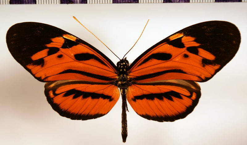 heliconius_hecale_sisyphus_jonas01-standard.jpg