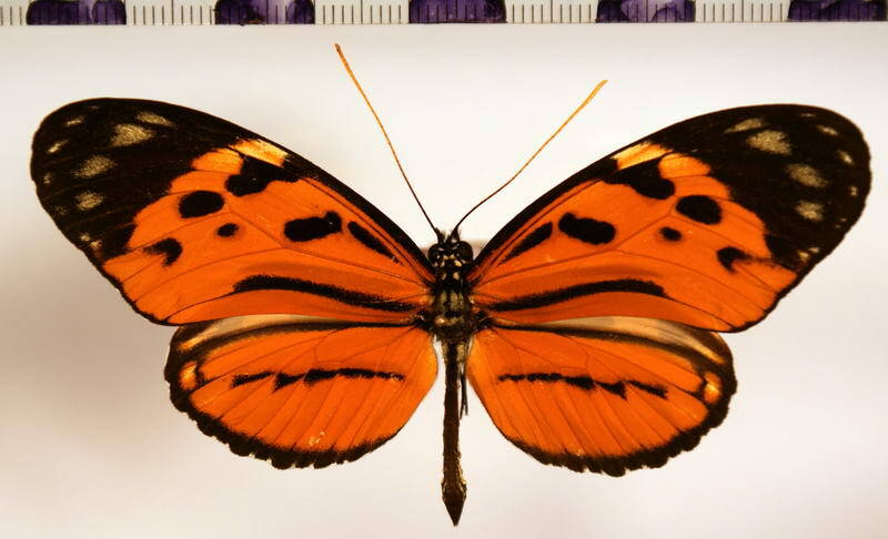 heliconius_hecale_sisyphus_jonas02-standard.jpg