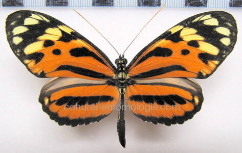 heliconius_hecale_versicolor_perou-standard.jpg