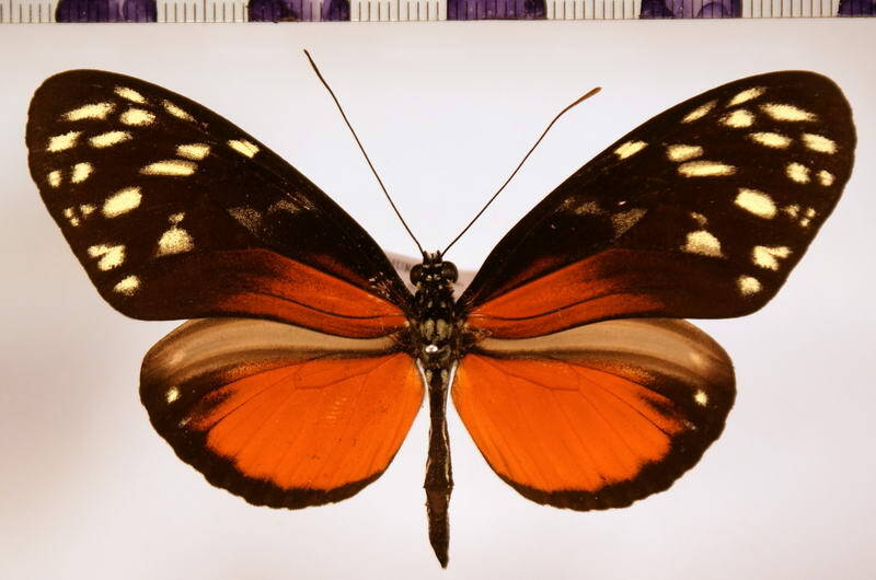 heliconius_hecale_zuleika_m-standard.jpg