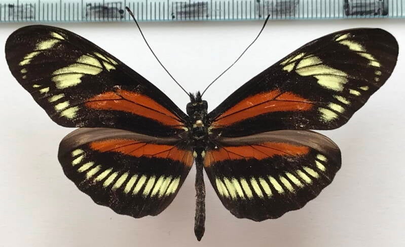 heliconius_hecalesia_eximius_m_eq-standard.jpg